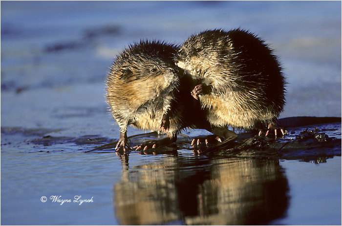 Muskrats 104 by Dr. Wayne Lynch &copy;